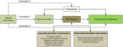 Causal relationship between green tea intake and gastrointestinal disorders: a two-sample Mendelian randomization study